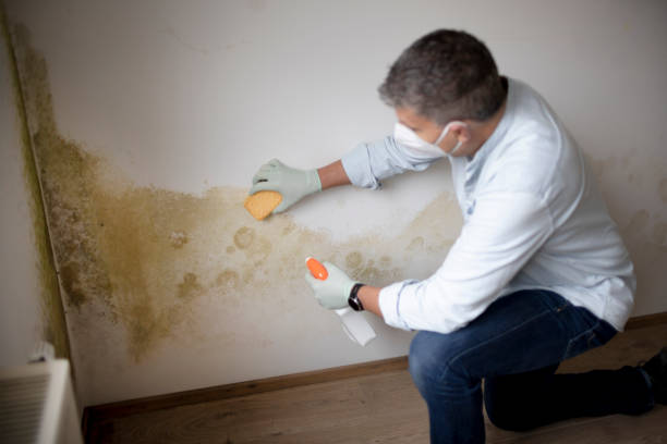 Best Dehumidification Services  in Ocean Pointe, HI